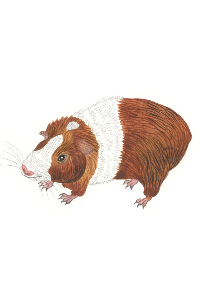 A drawing of a brown and white guinea pig.