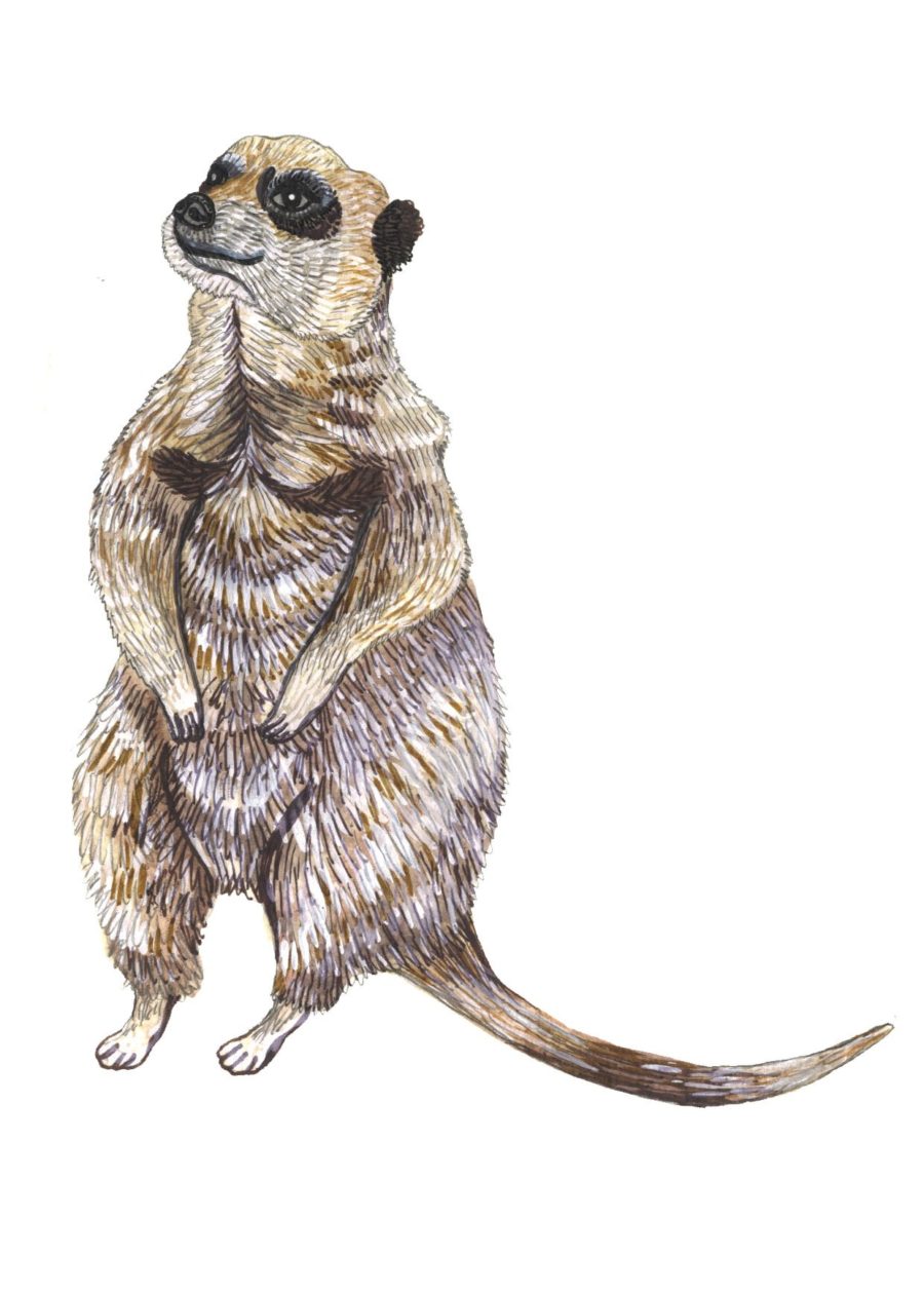 A drawing of a meerkat.