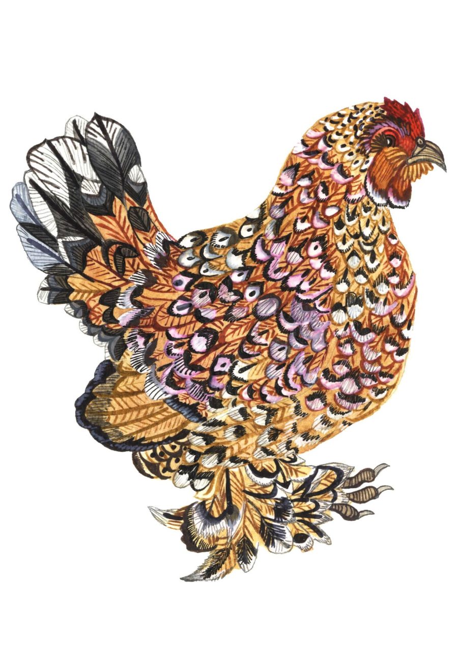 A colourful drawing of a chicken.