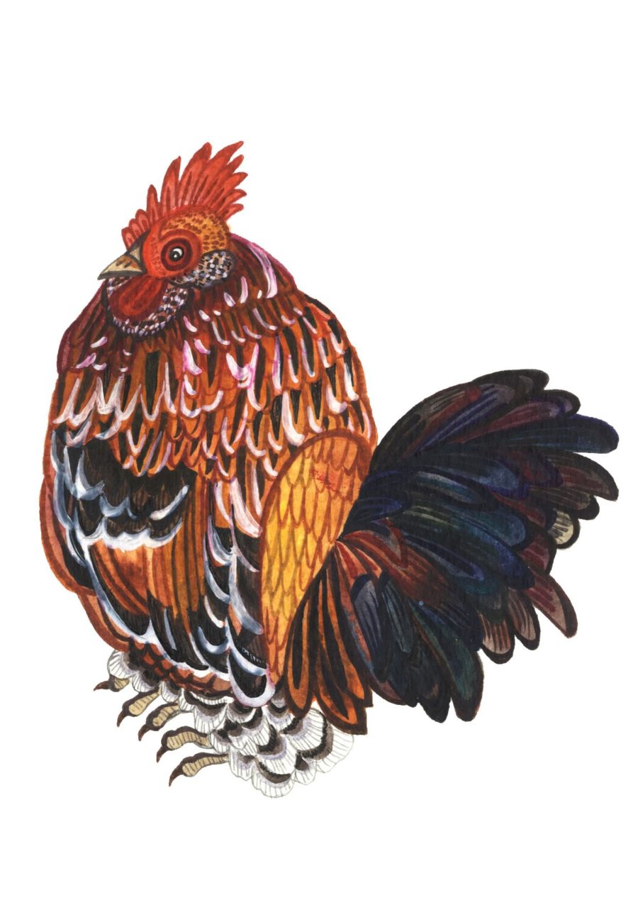 A drawing of a colourful cockerel.