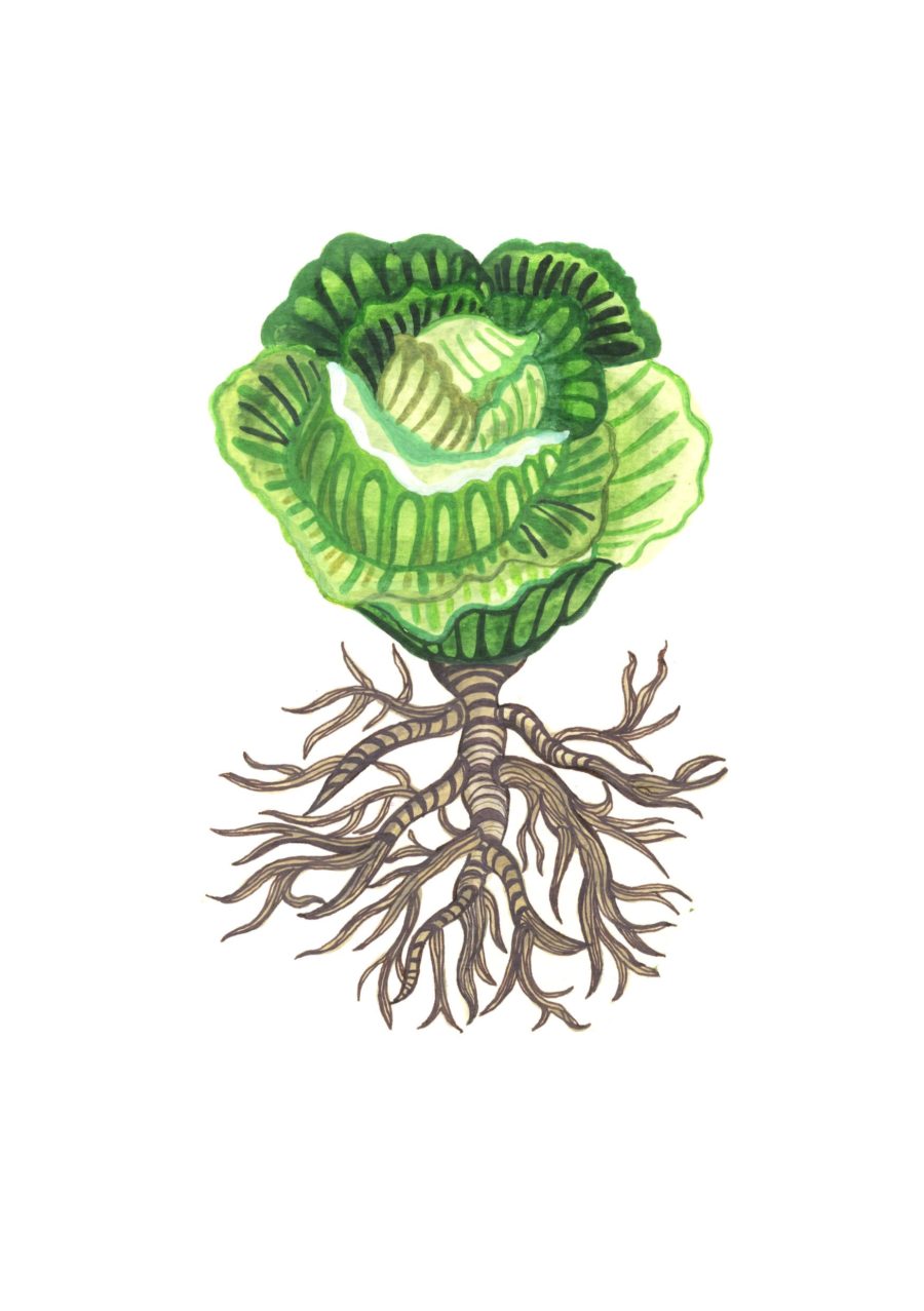 A drawing of a cabbage plant.