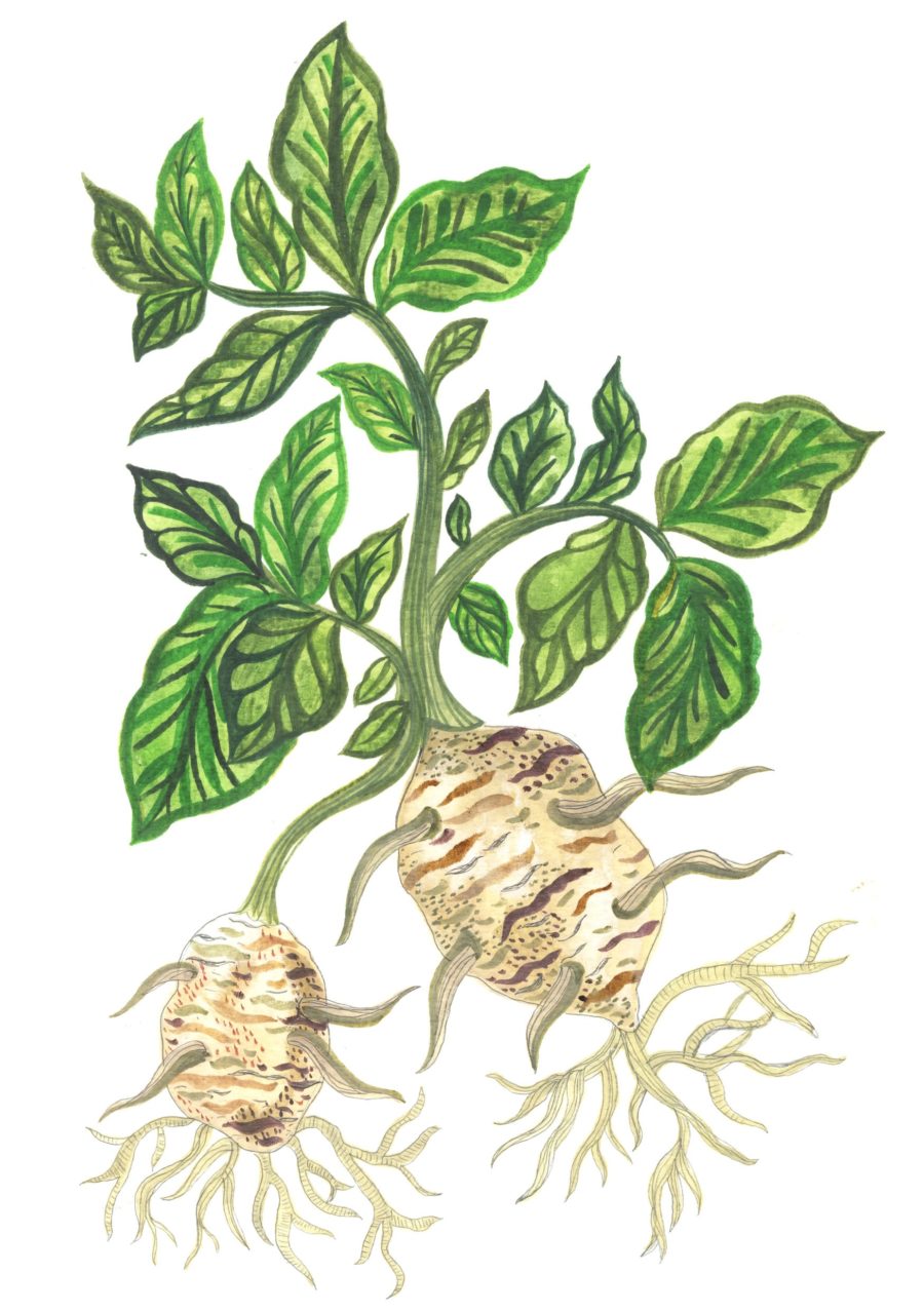 A drawing of a potato plant