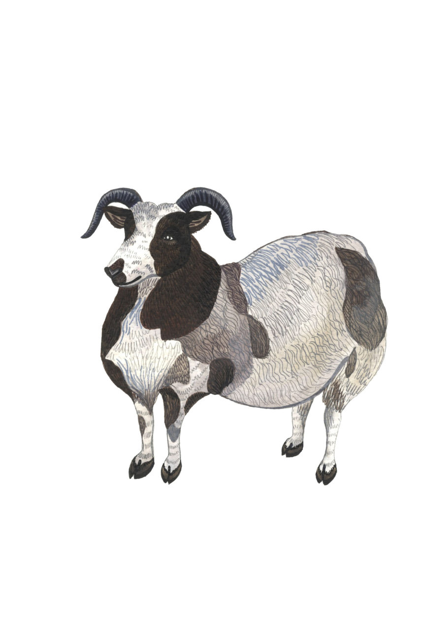 A drawing of a black and white ram.