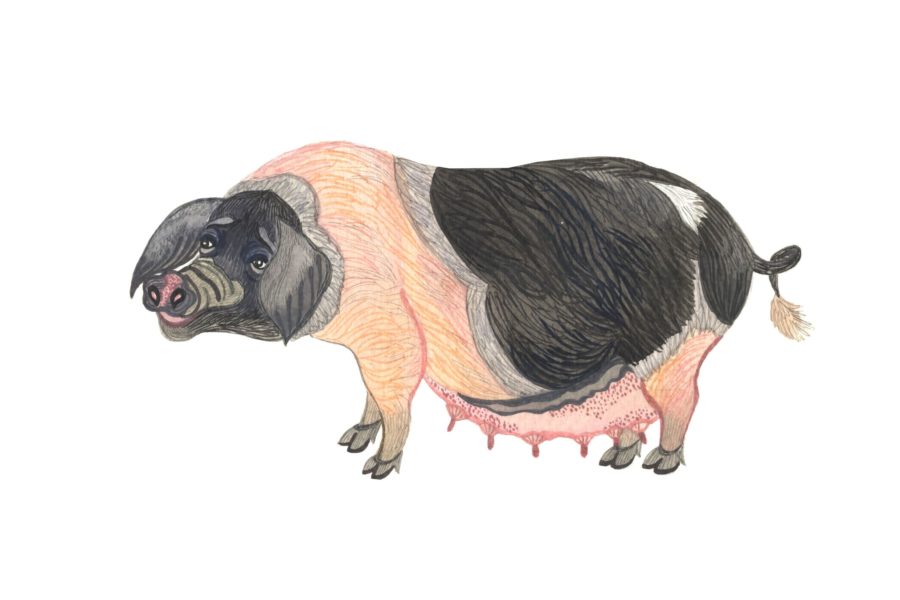 A drawing of a pink and black pig.