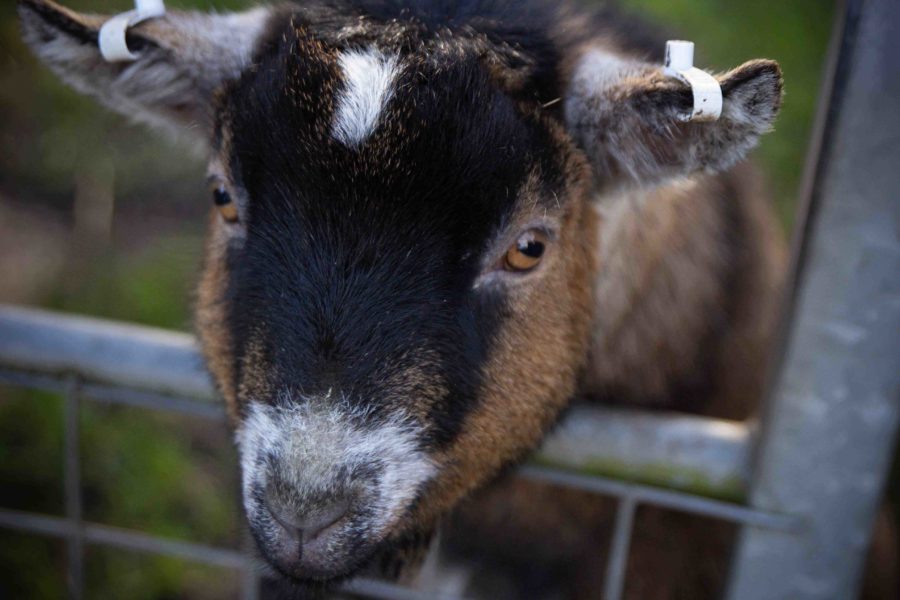 A black and brown goat poking it's head through a metal fence.