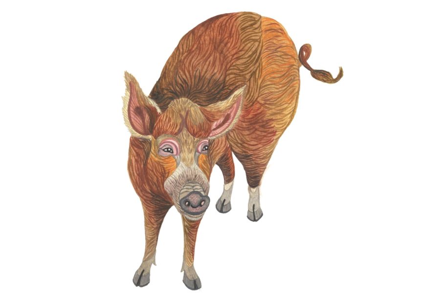 A drawing of a brown pig.