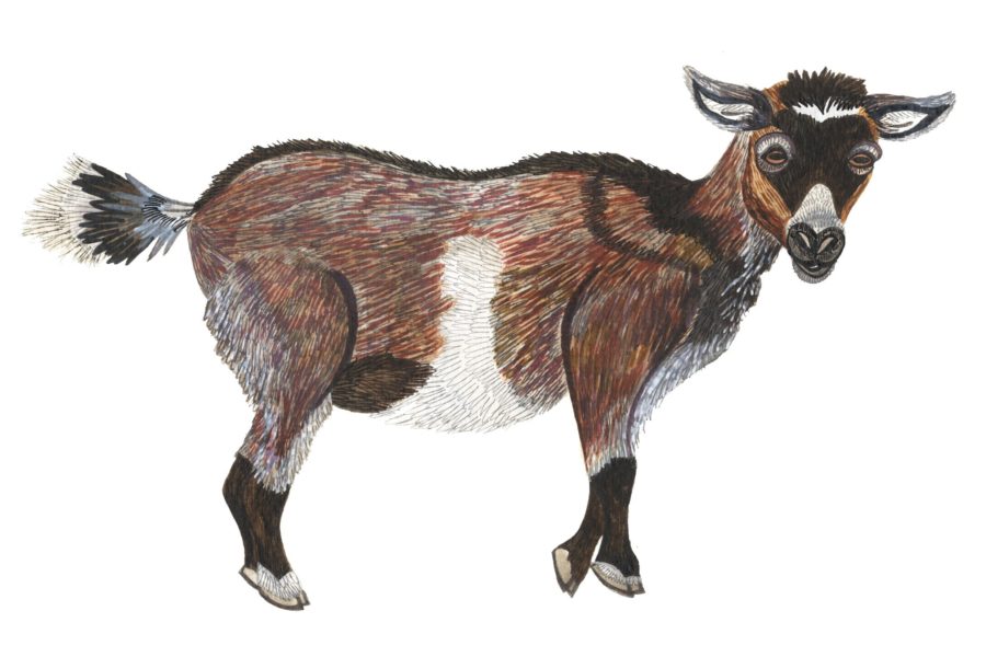 A drawing of a goat.