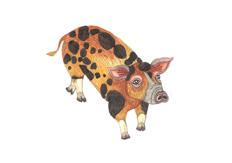 A drawing of a brown piglet with black spots.