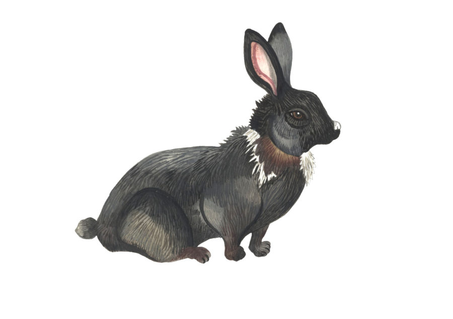 A drawing of a black rabbit.