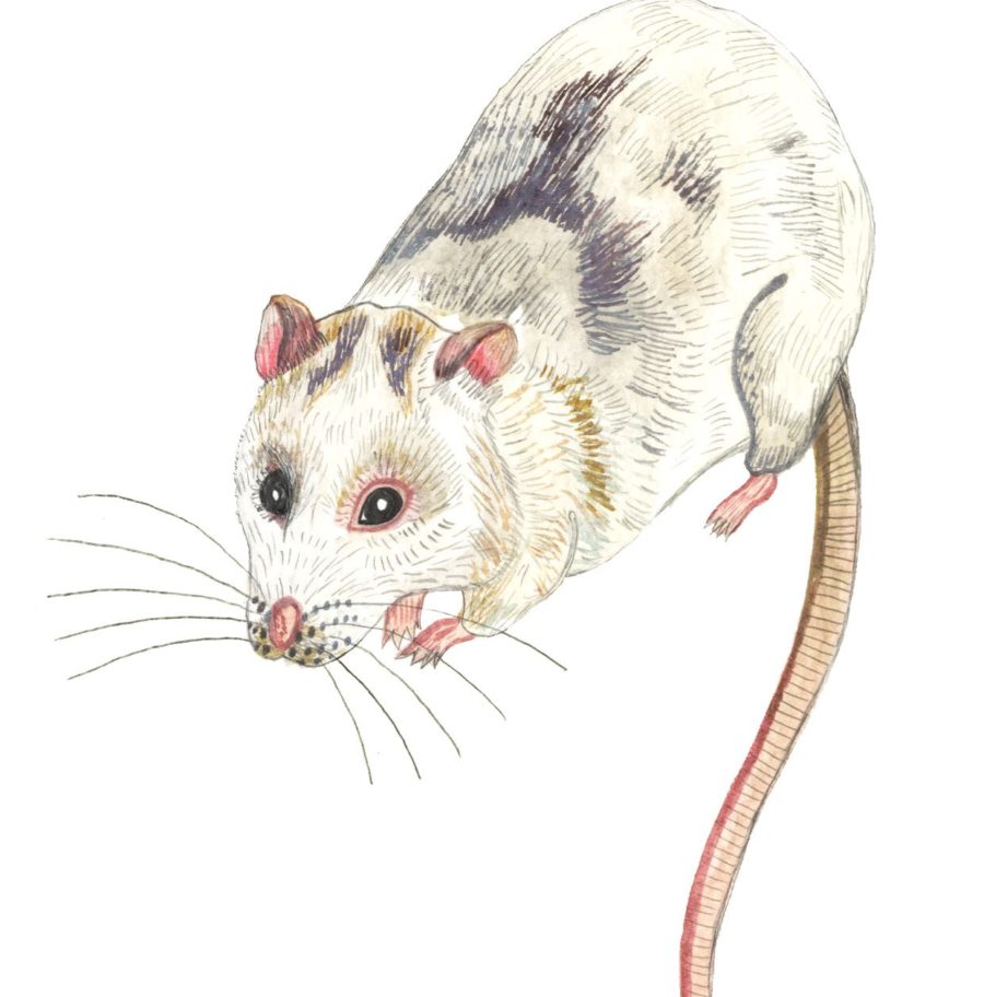 A drawing of a white and grey mouse.