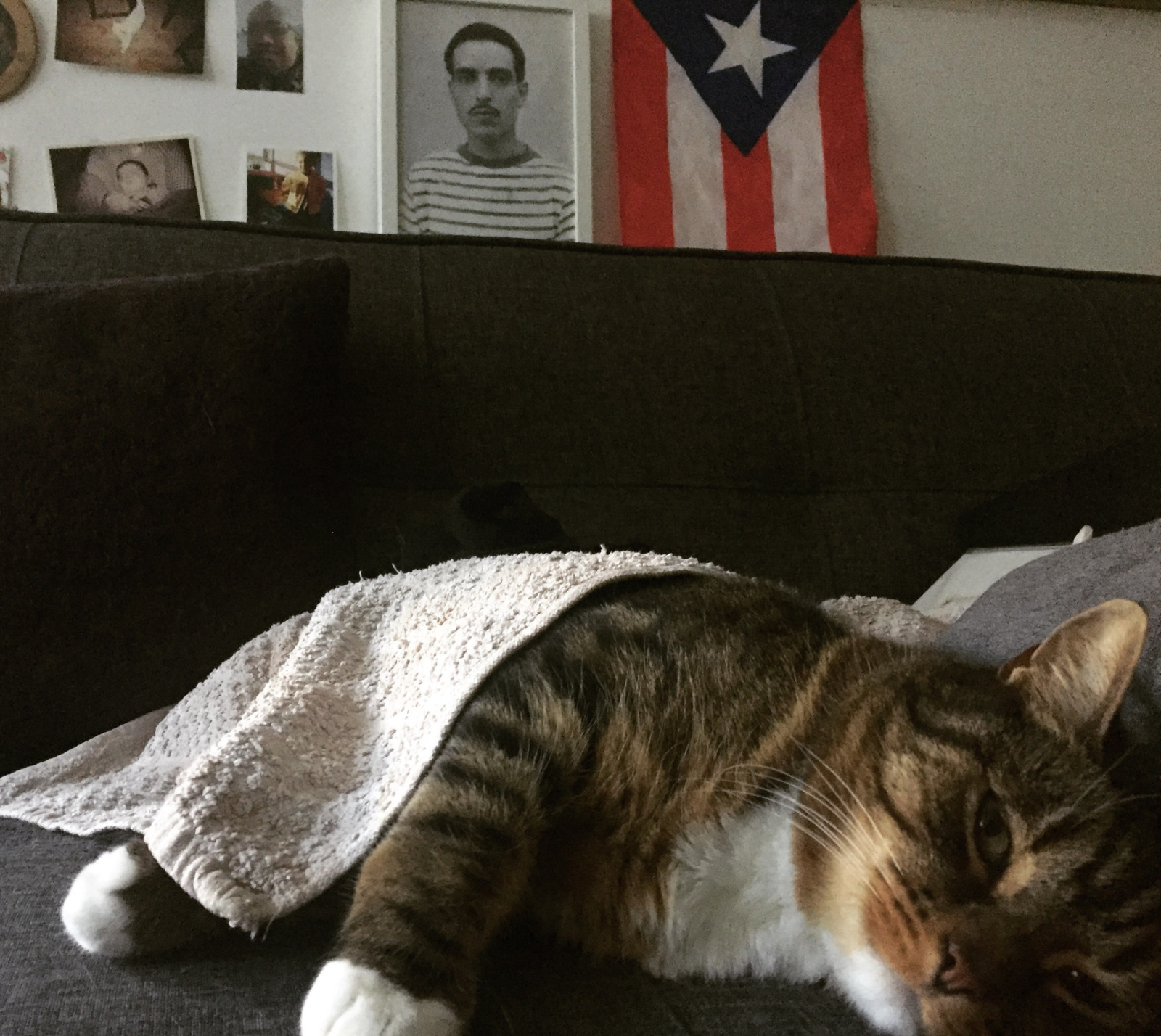 A cat is lying on its side, looking at the camera with eyes slightly open and a towel over its back legs. In the background is the flag of Cuba and a black and white portrait photograph of a man with a moustache.